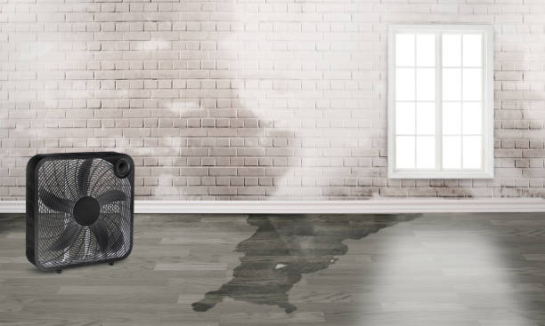 Best Carpet water damage restoration  in Greenville, IN